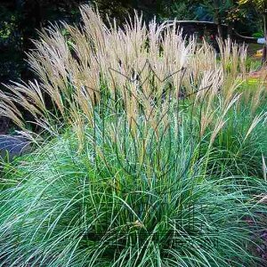 Miskant chinski adagio